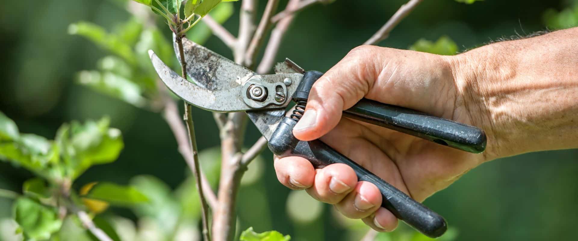 Guide to Pruning